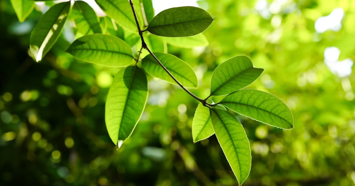 Stevia growing in a garden