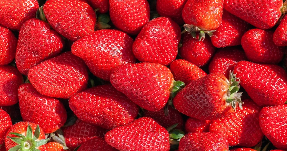 Strawberry growing in a garden