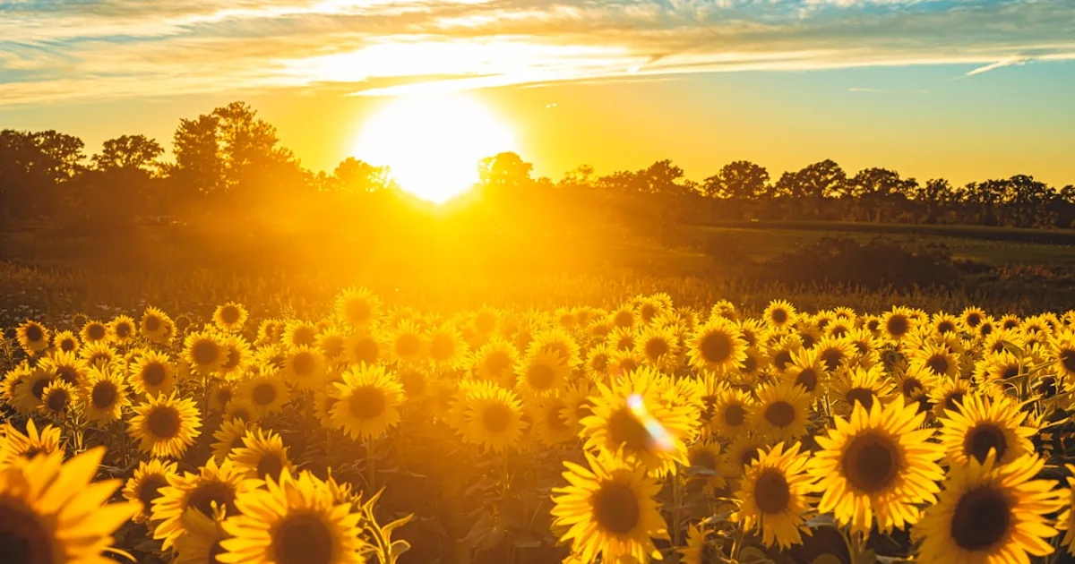 Sunflower growing in a garden