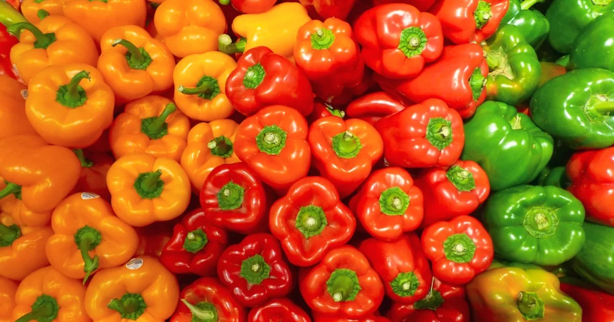 Sweet Pepper growing in a garden