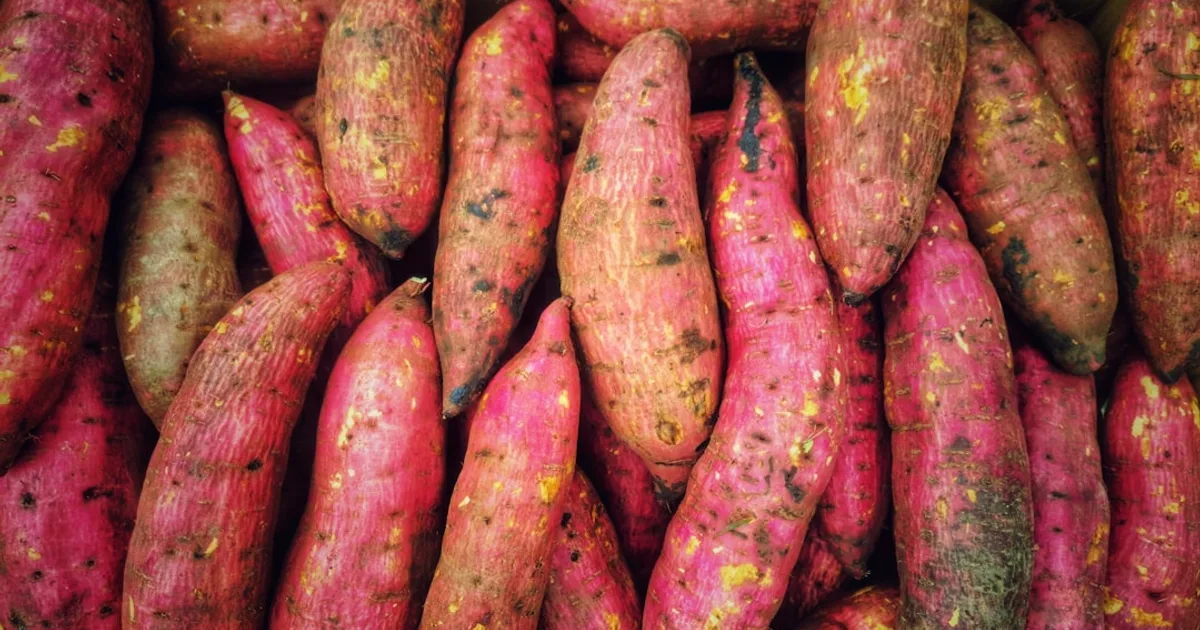 Sweet Potato growing in a garden