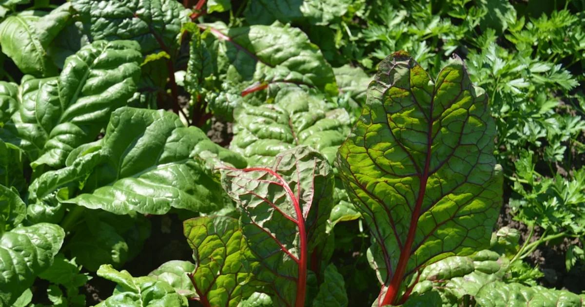 Swiss Chard growing in a garden