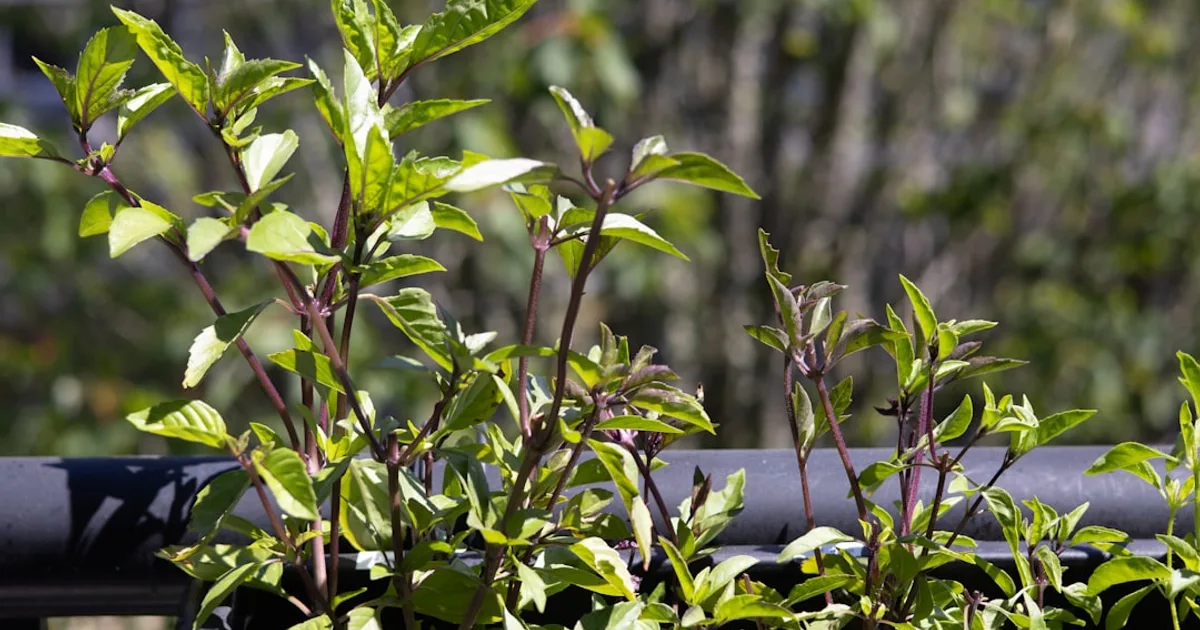 Thai Basil growing in a garden