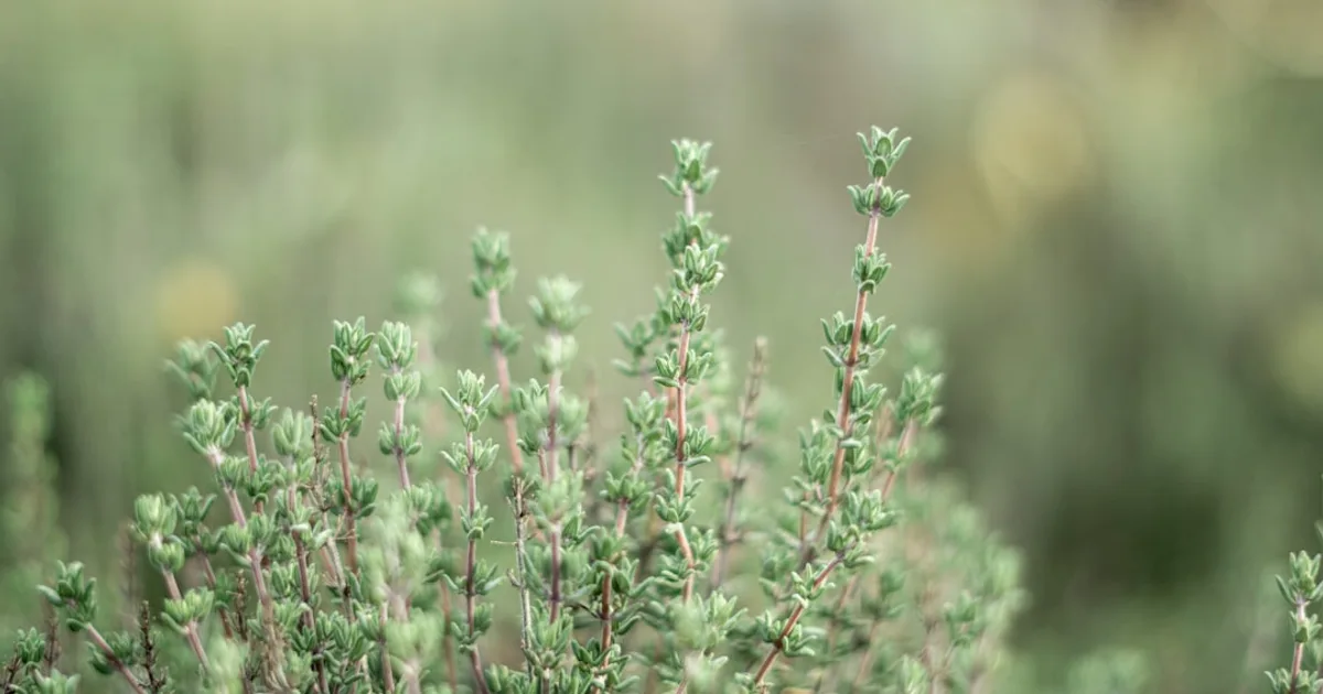 Thyme growing in a garden