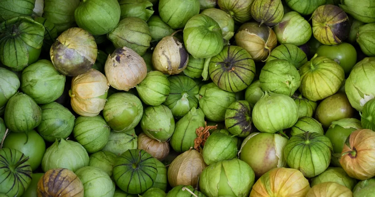 Tomatillo growing in a garden