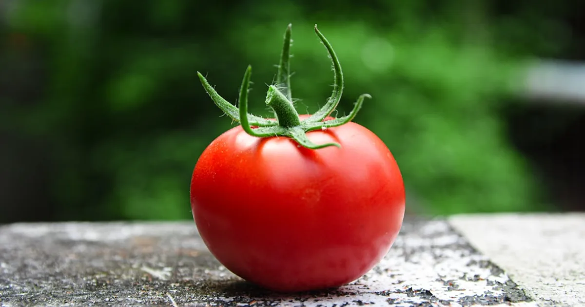 Tomato growing in a garden