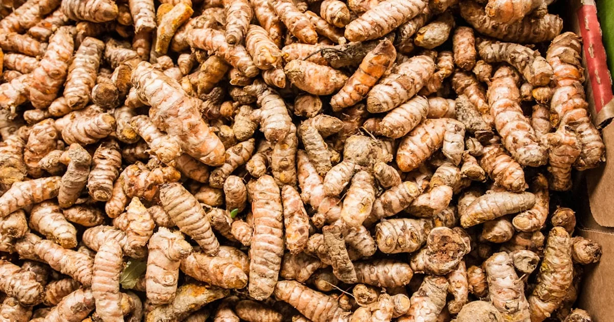 Turmeric growing in a garden