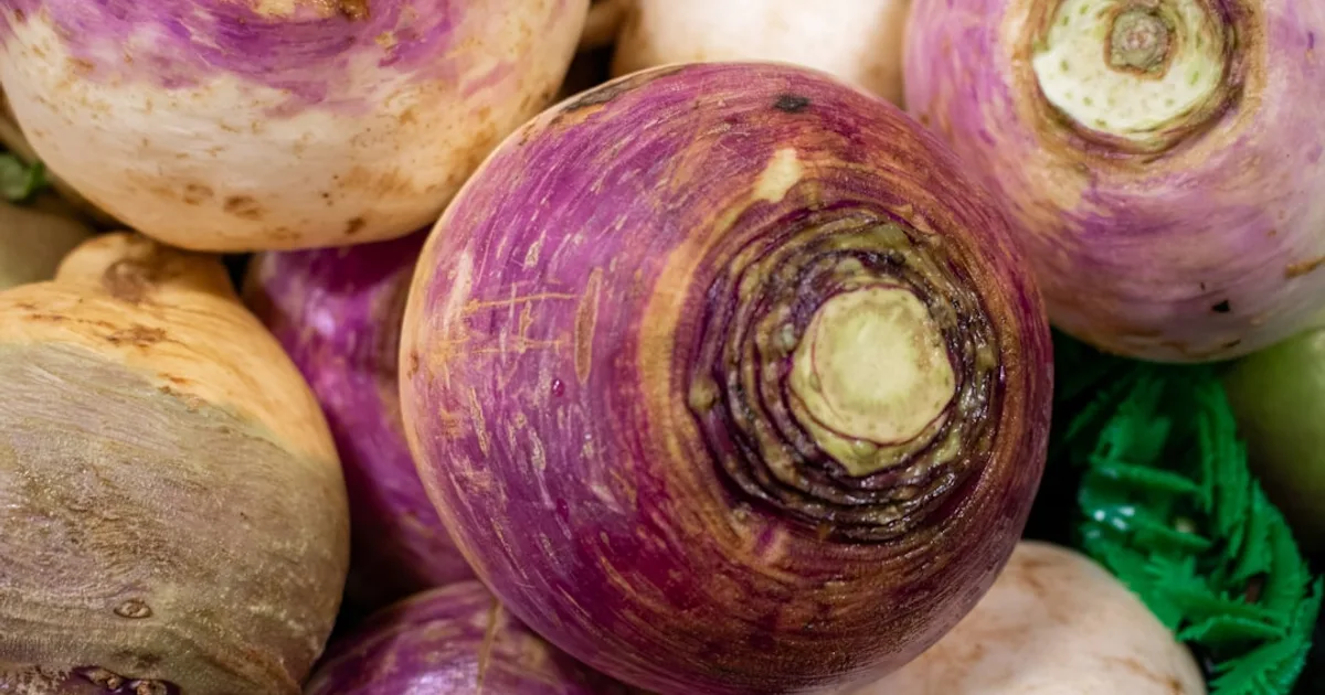 Turnip growing in a garden