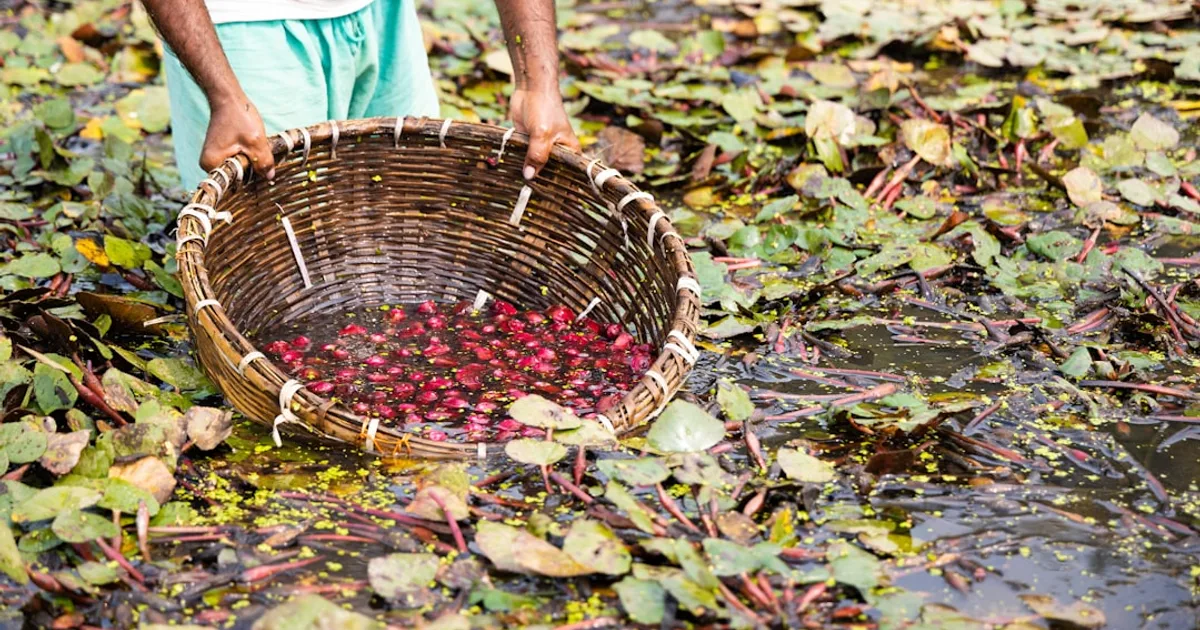 Water Chestnut growing in a garden