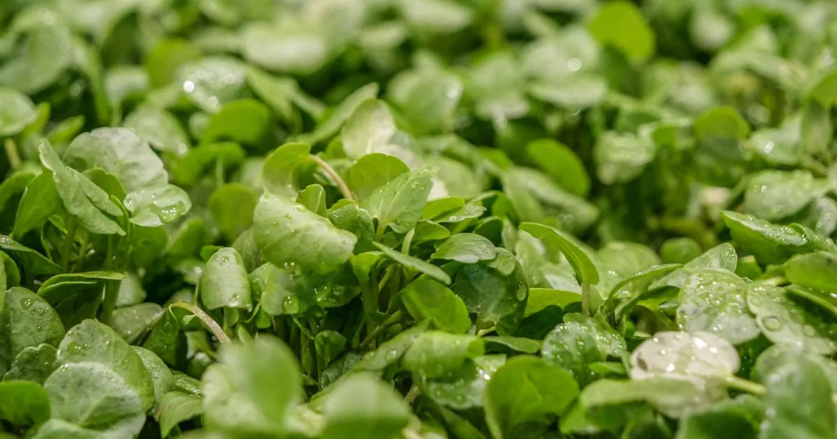 Watercress growing in a garden