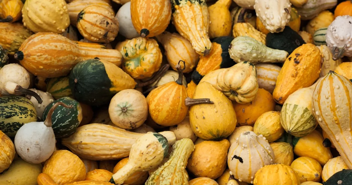 Winter Squash growing in a garden