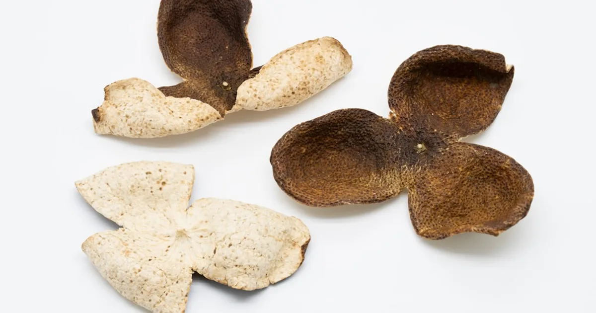 Yacon growing in a garden